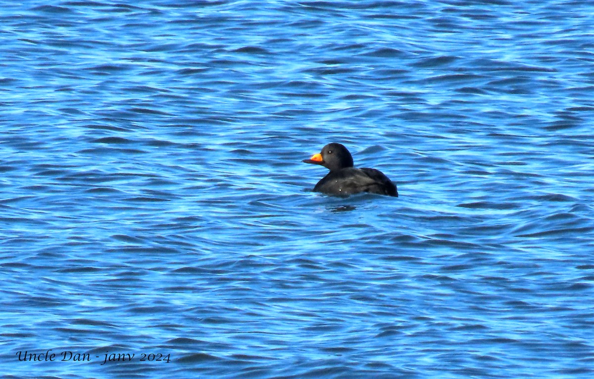 Black Scoter - ML613450335