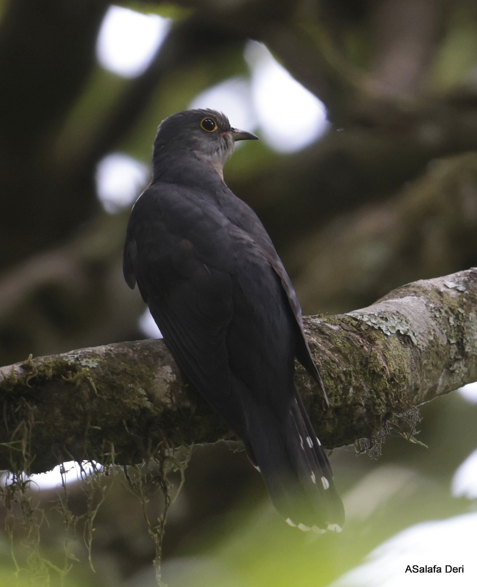 Red-chested Cuckoo - ML613450344