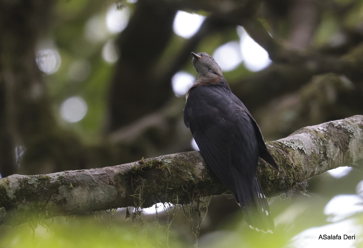 Red-chested Cuckoo - ML613450345