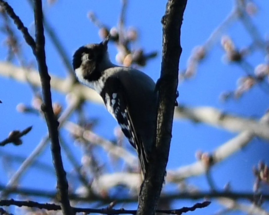 Lesser Spotted Woodpecker - ML613450355