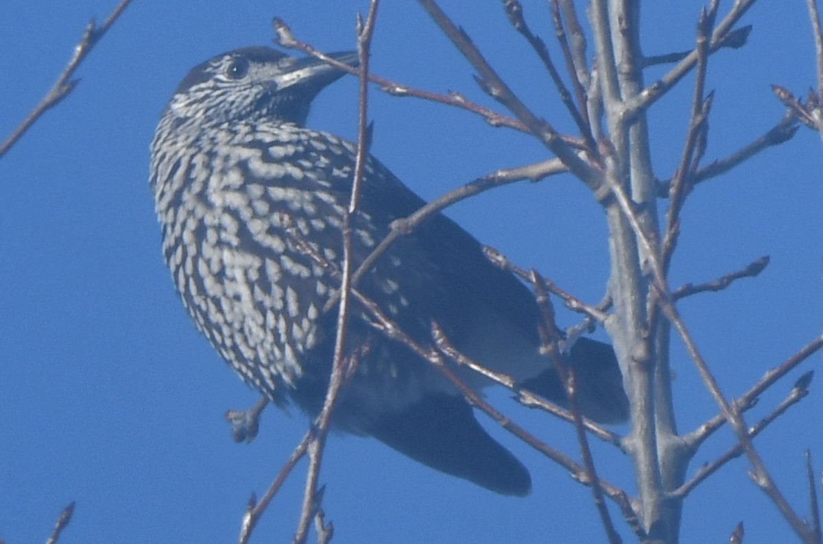 Northern Nutcracker - ML613450358