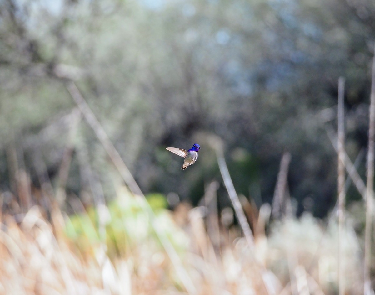 Costa's Hummingbird - ML613450395