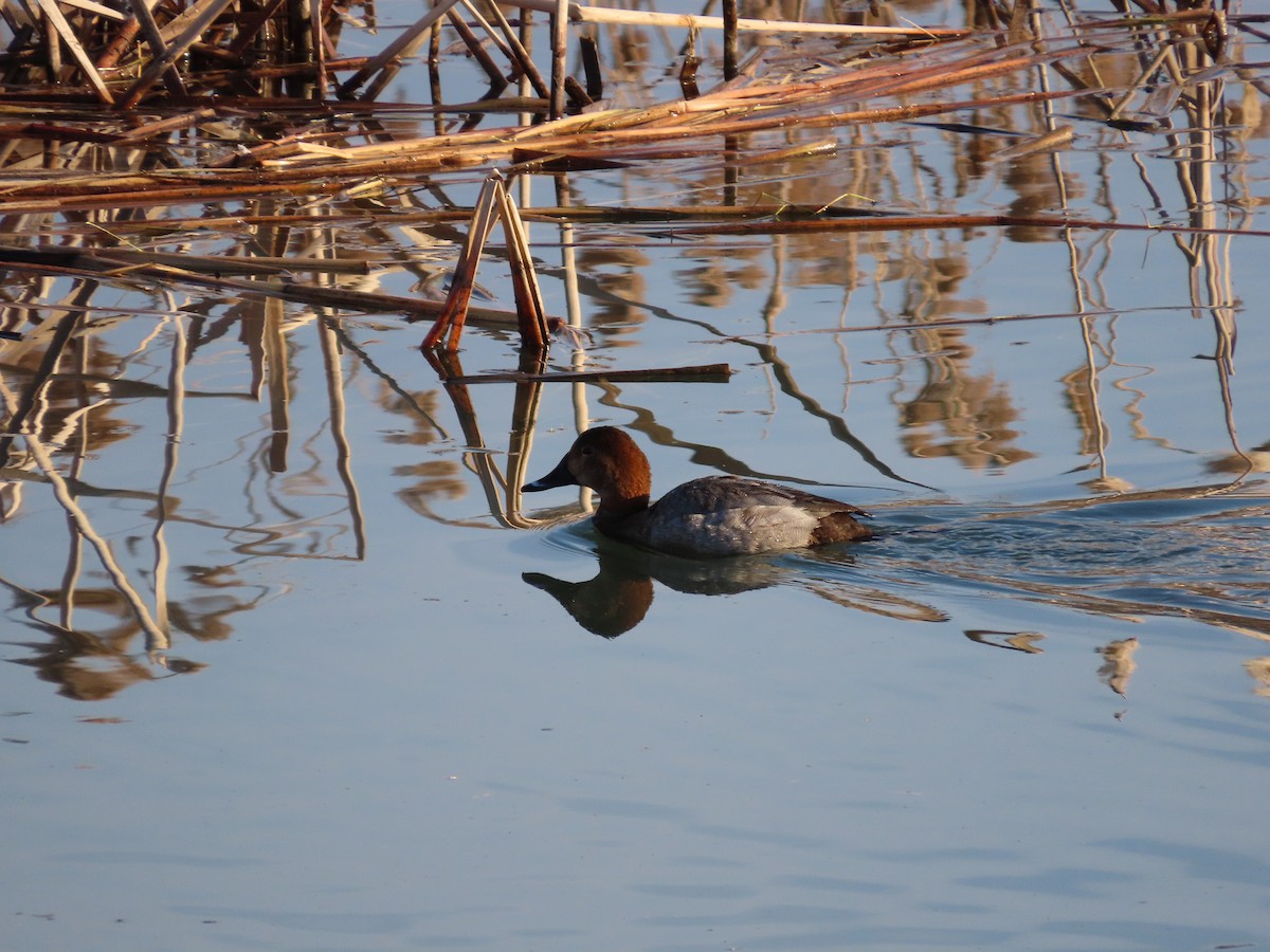 Common Pochard - ML613450405