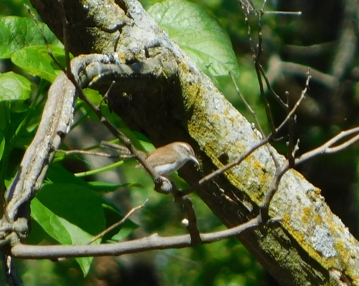 Bewick's Wren - Eric Hough