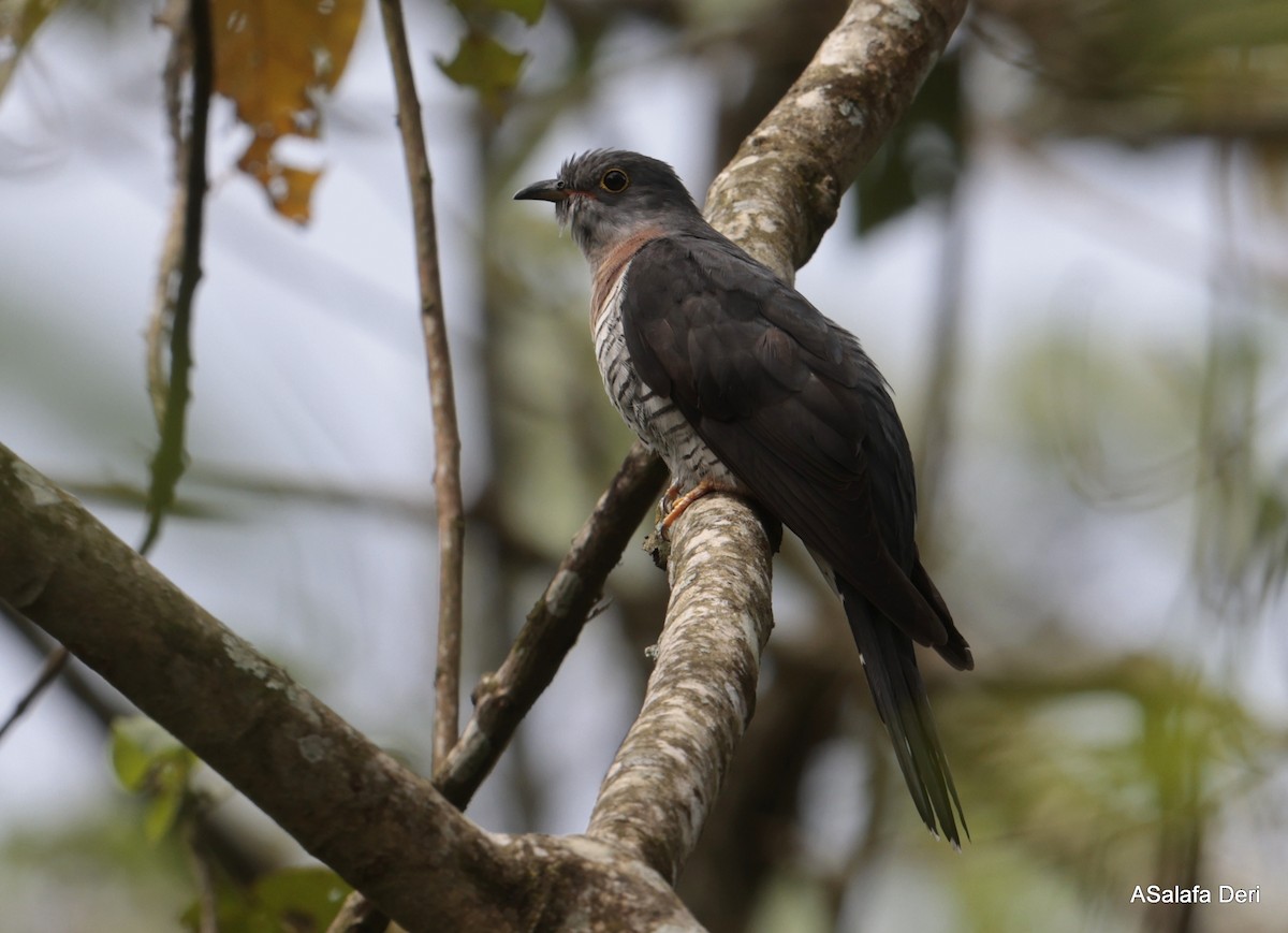 Red-chested Cuckoo - ML613450425
