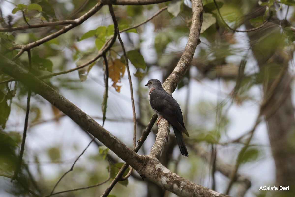 Red-chested Cuckoo - Fanis Theofanopoulos (ASalafa Deri)