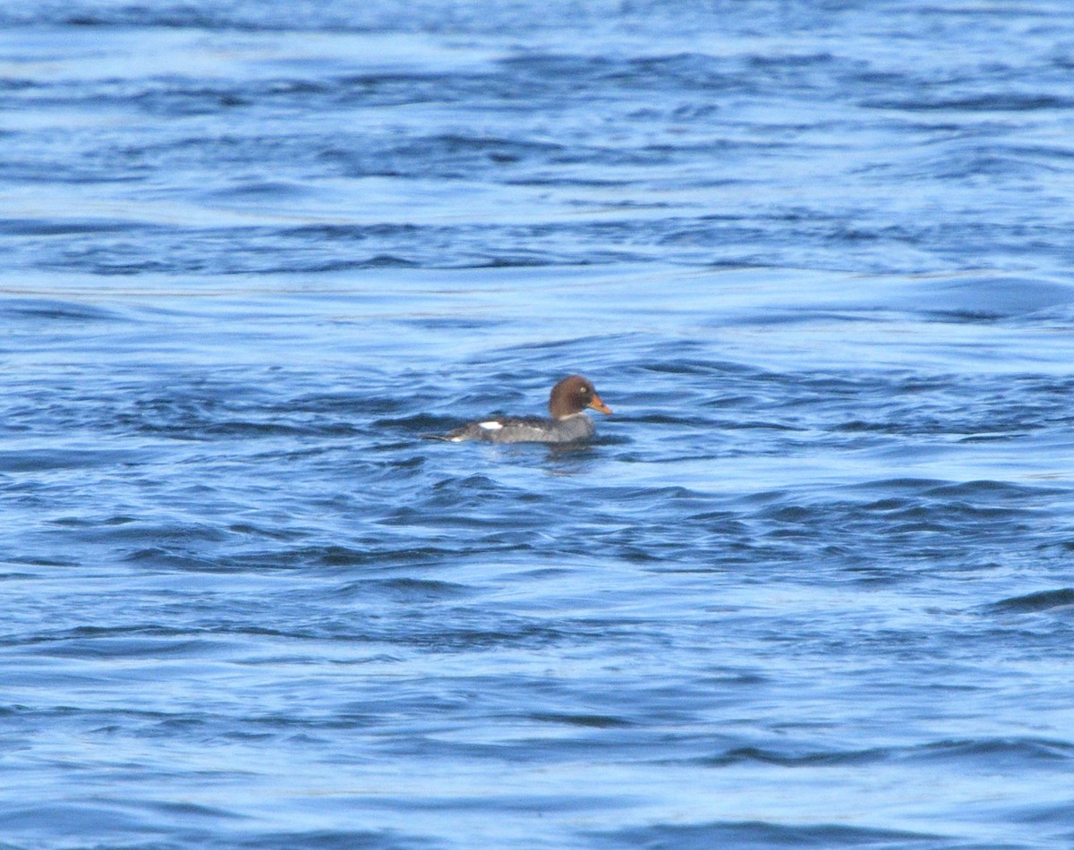 Common Goldeneye - ML613450432