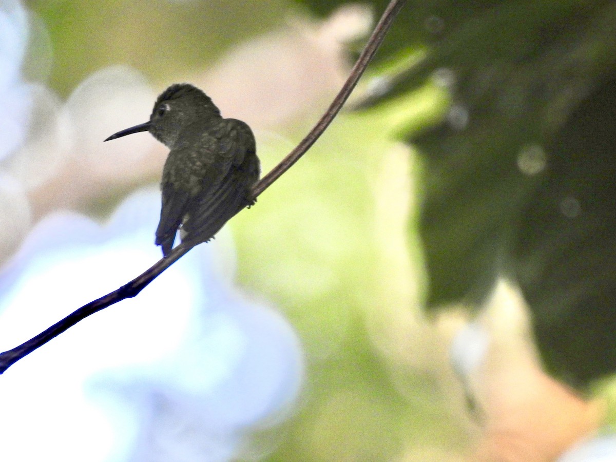 Scaly-breasted Hummingbird - ML613450519