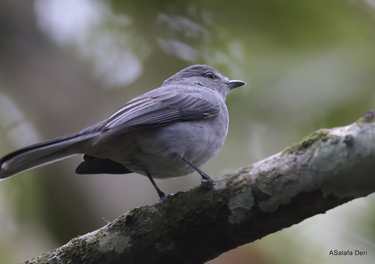 Gray Tit-Flycatcher - Fanis Theofanopoulos (ASalafa Deri)