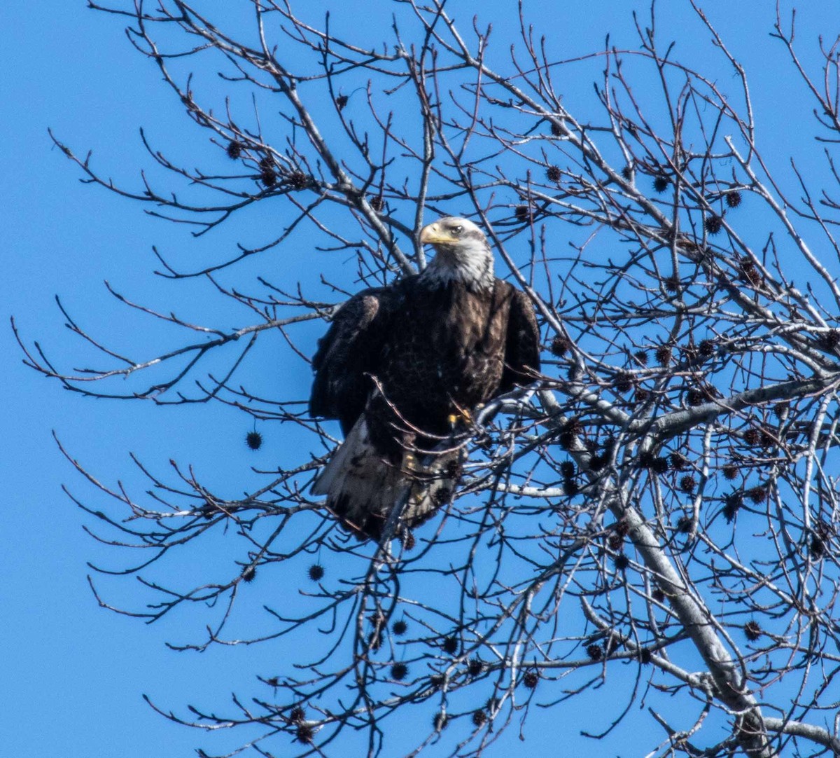 Bald Eagle - ML613450580