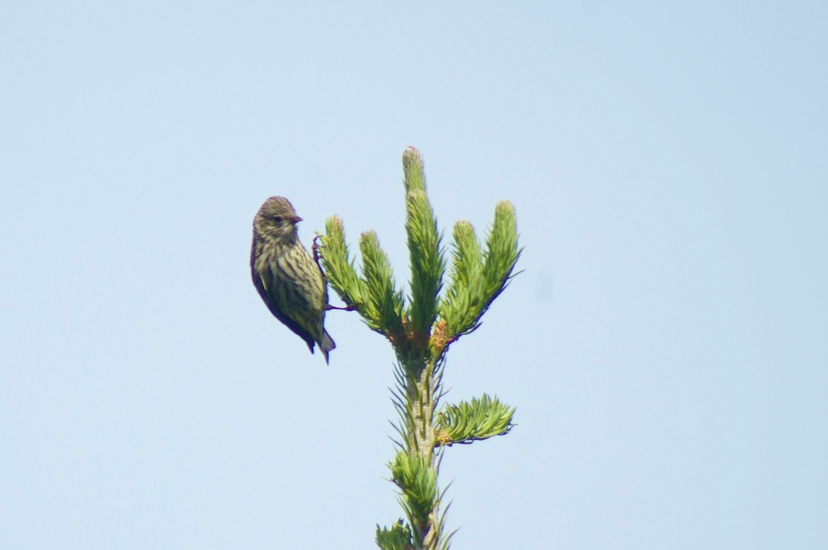 Pine Siskin - Steve Joyce