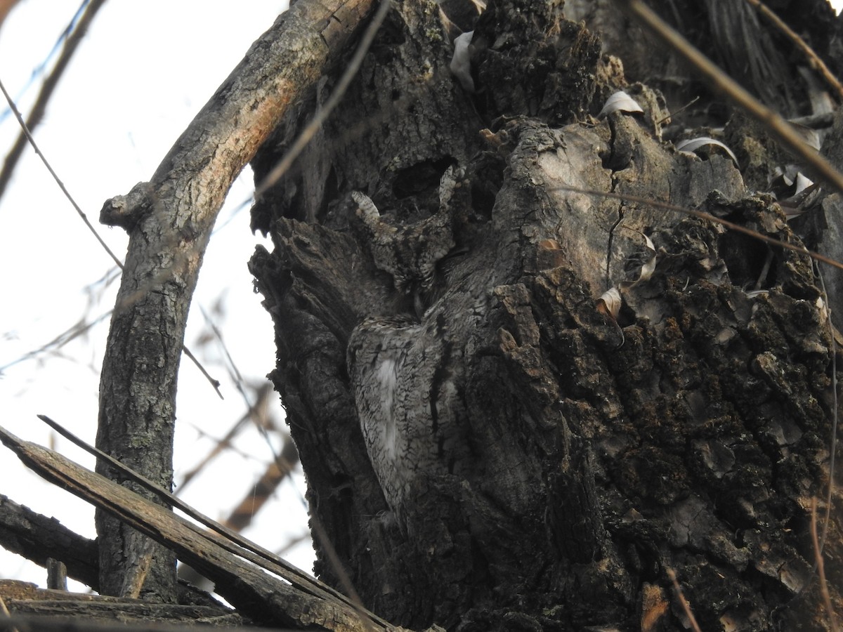 Collared Scops-Owl - Mohd Feroz