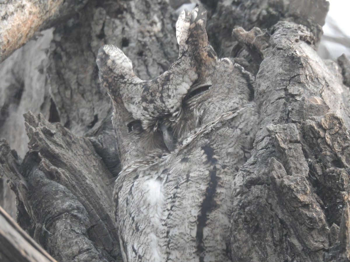 Collared Scops-Owl - Mohd Feroz