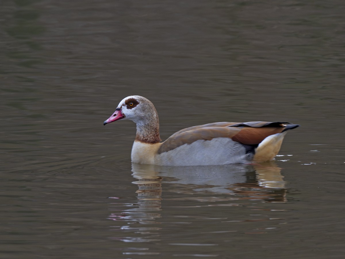 Egyptian Goose - ML613450771