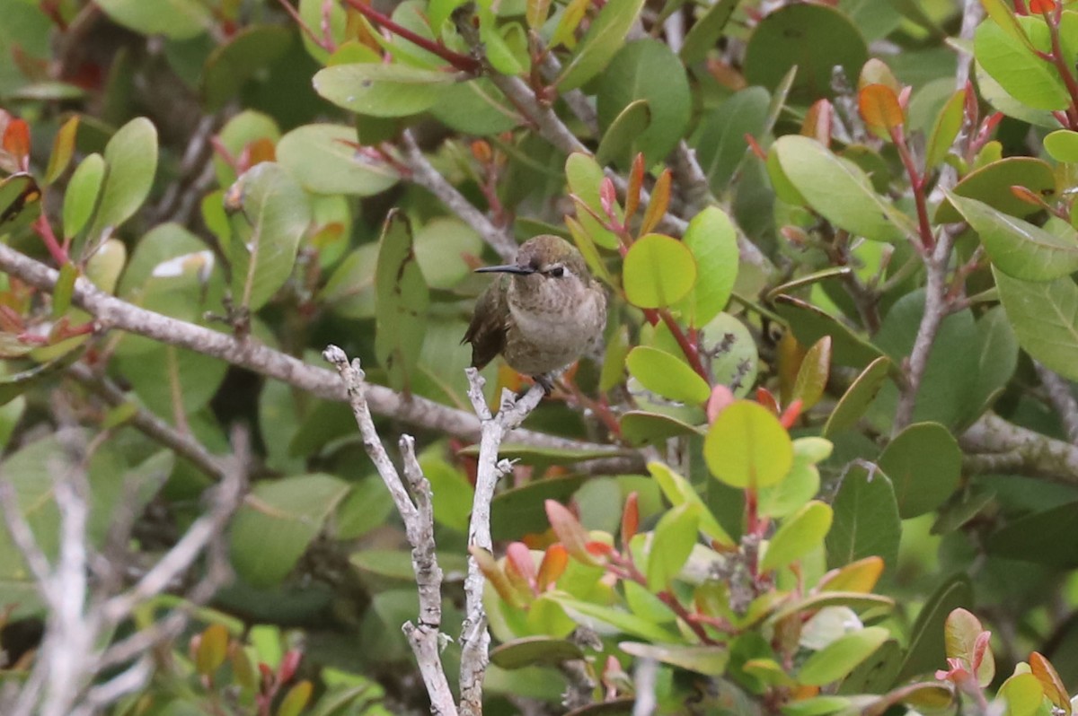 rødmaskekolibri - ML613450800