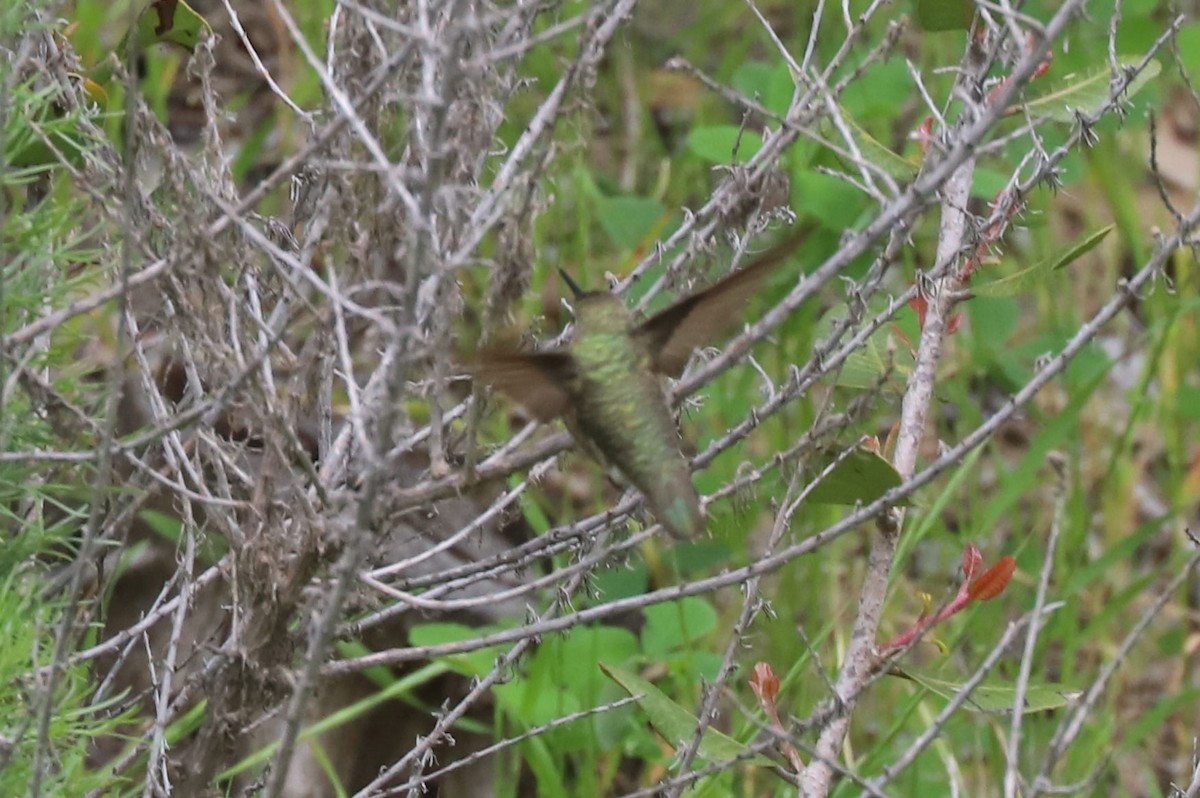 rødmaskekolibri - ML613450801