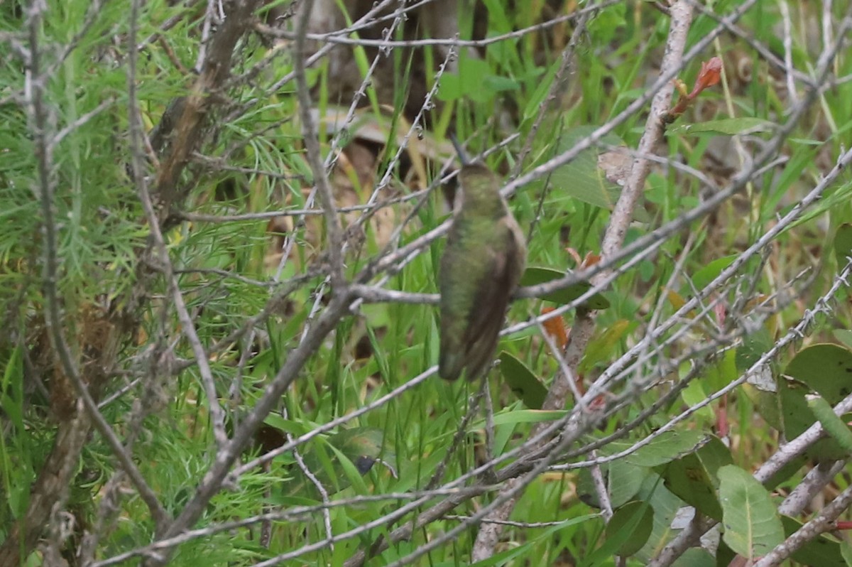 Anna's Hummingbird - ML613450802