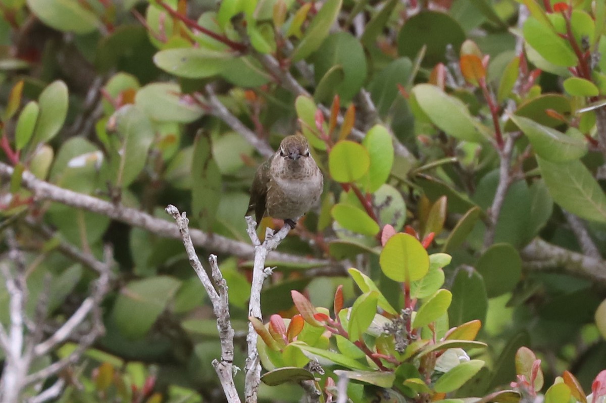 rødmaskekolibri - ML613450804