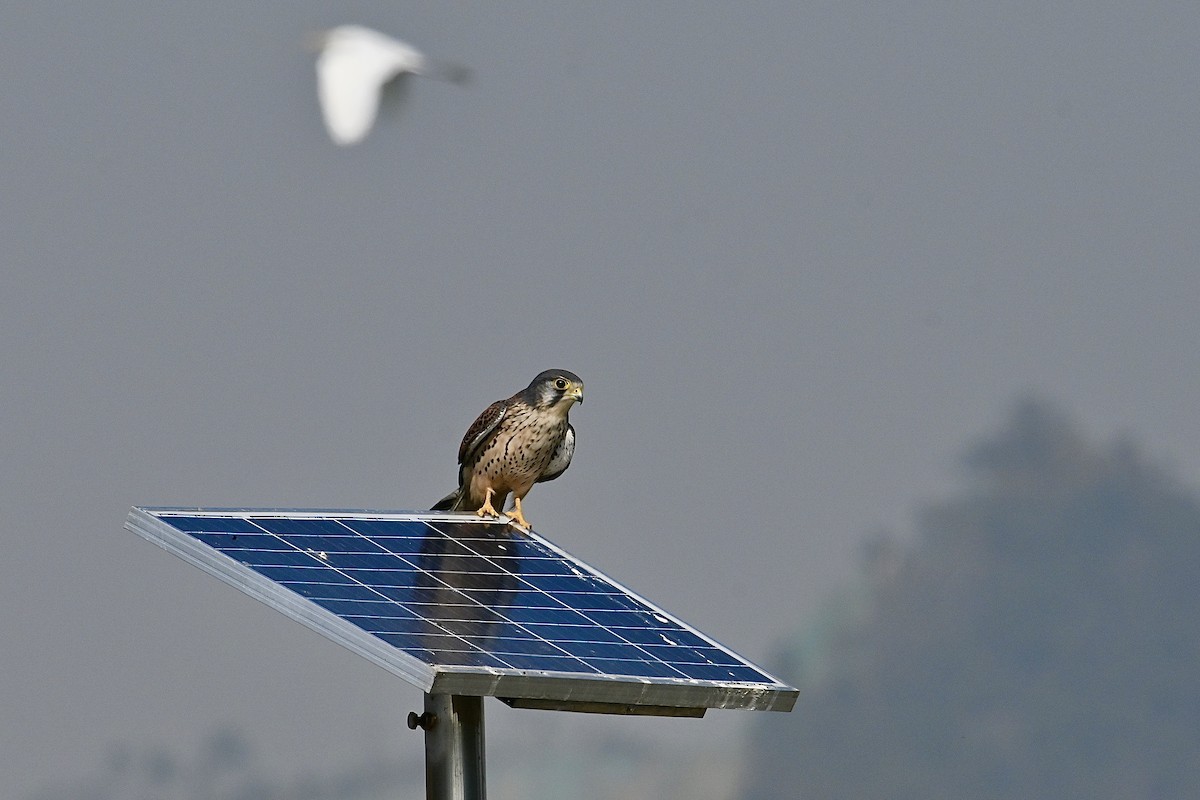 Eurasian Kestrel - ML613450977