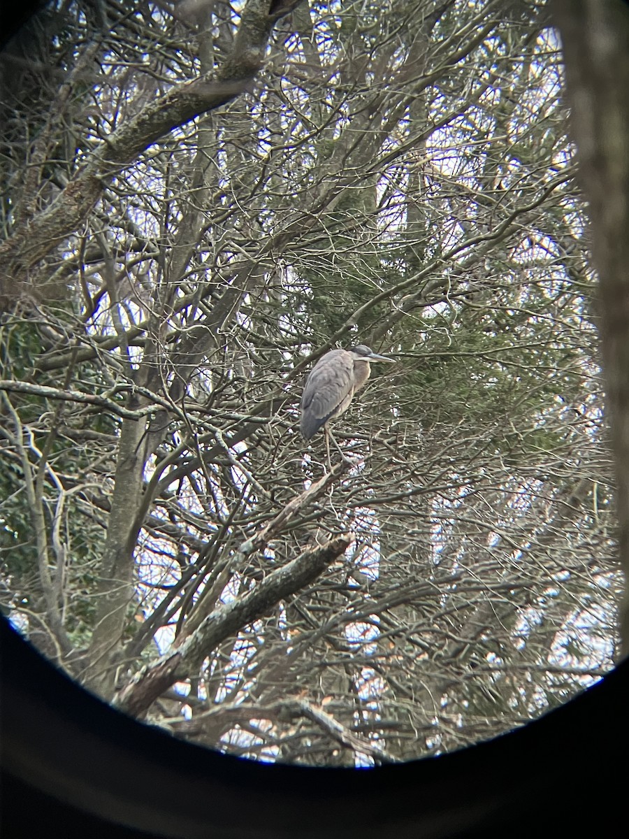 Great Blue Heron - ML613451019
