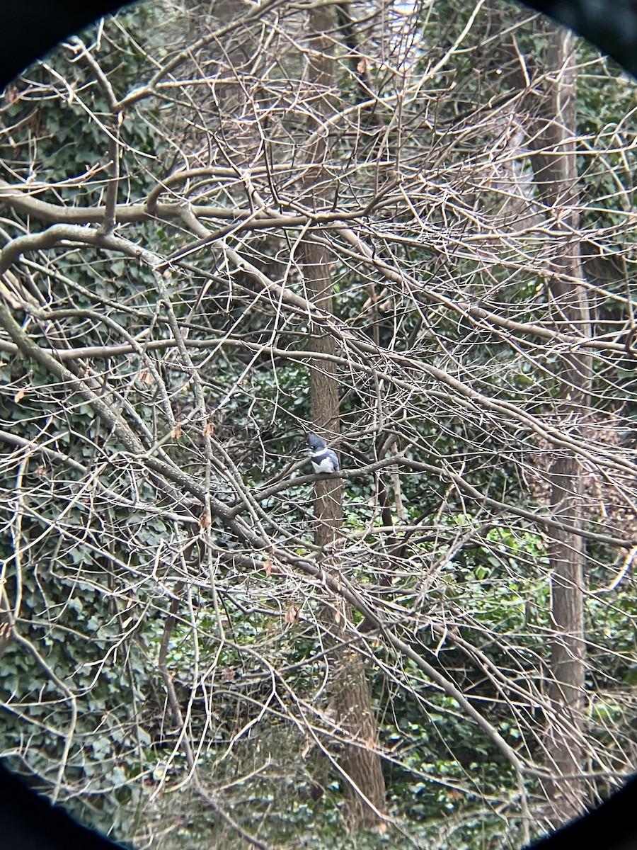 Belted Kingfisher - ML613451026