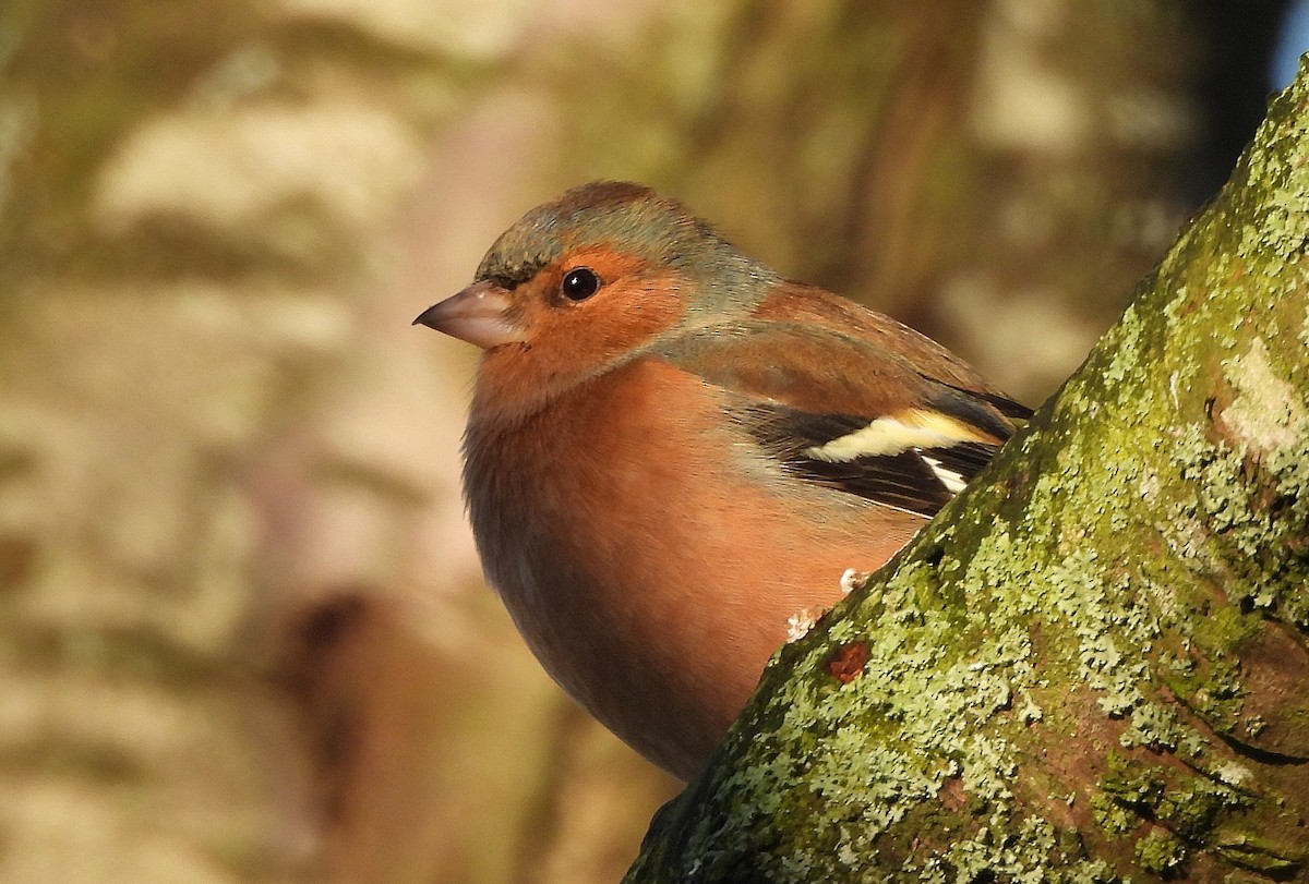 Common Chaffinch - Ross Doughty