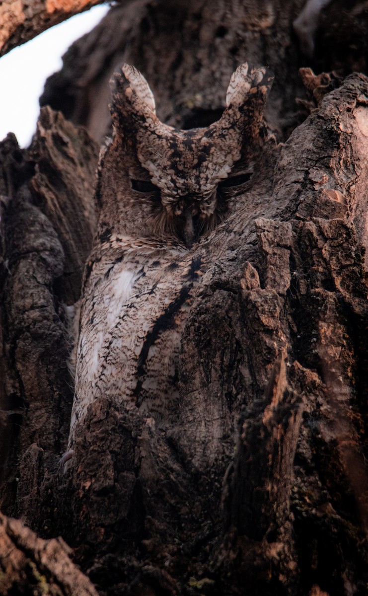 Collared Scops-Owl - ML613451082