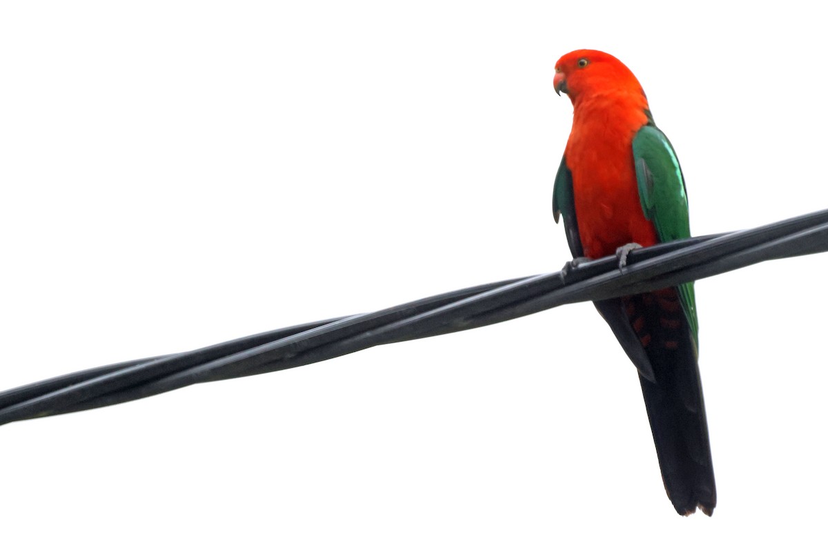 Australian King-Parrot - Trevor Hardaker