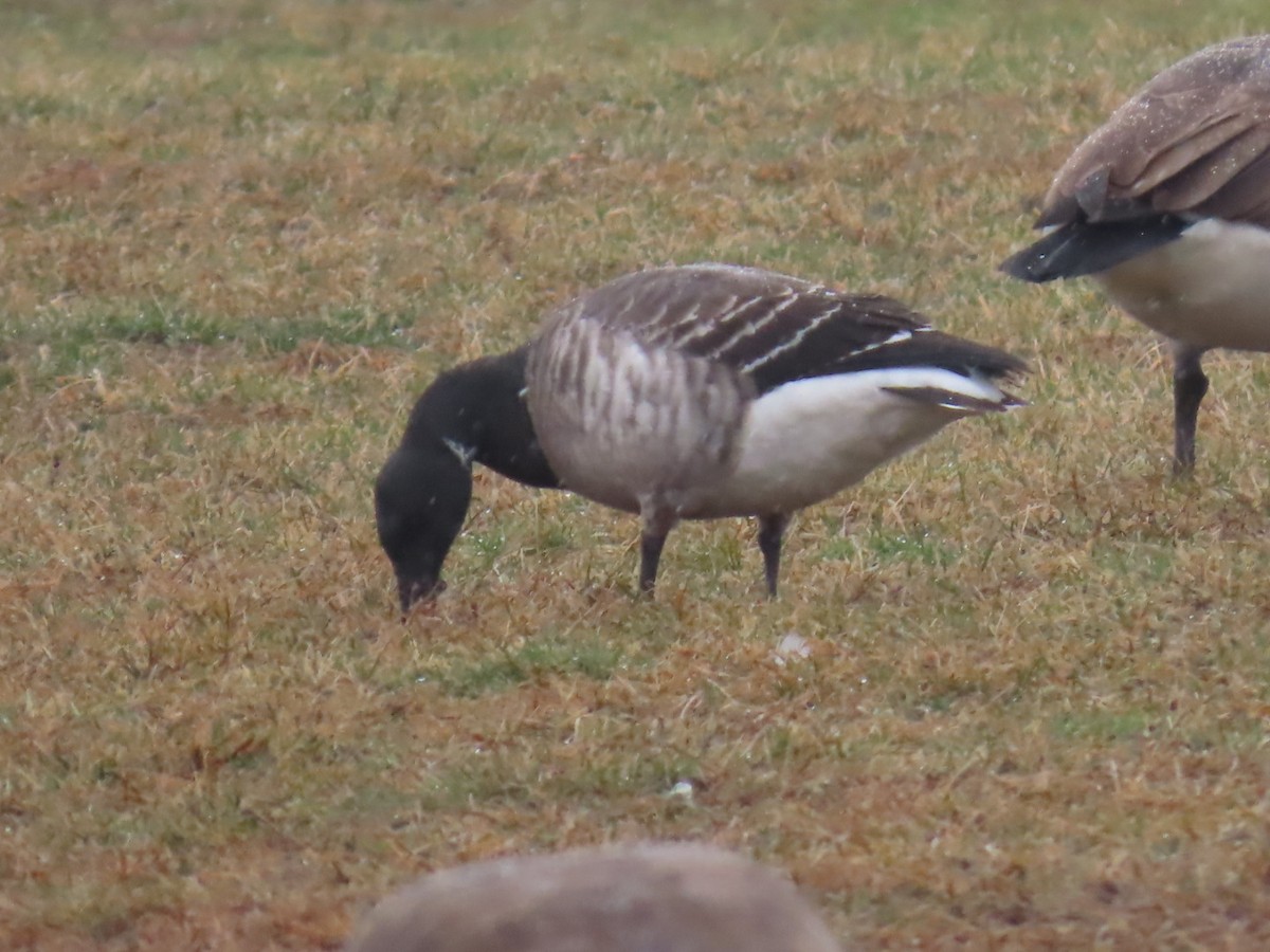 Brant - ML613451159