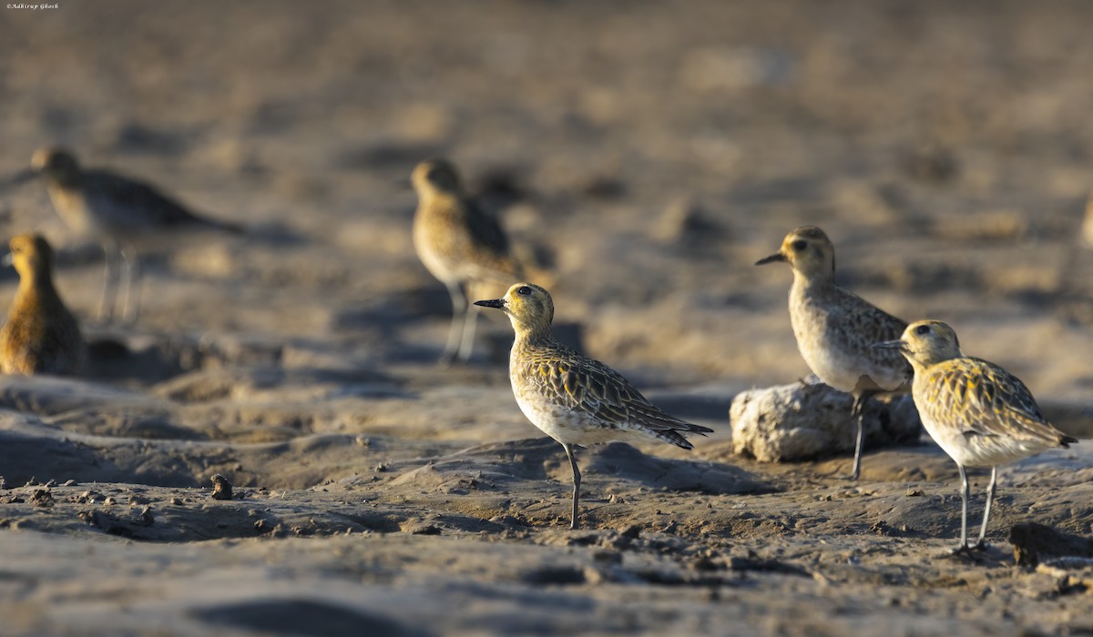 Pacific Golden-Plover - Adhirup Ghosh