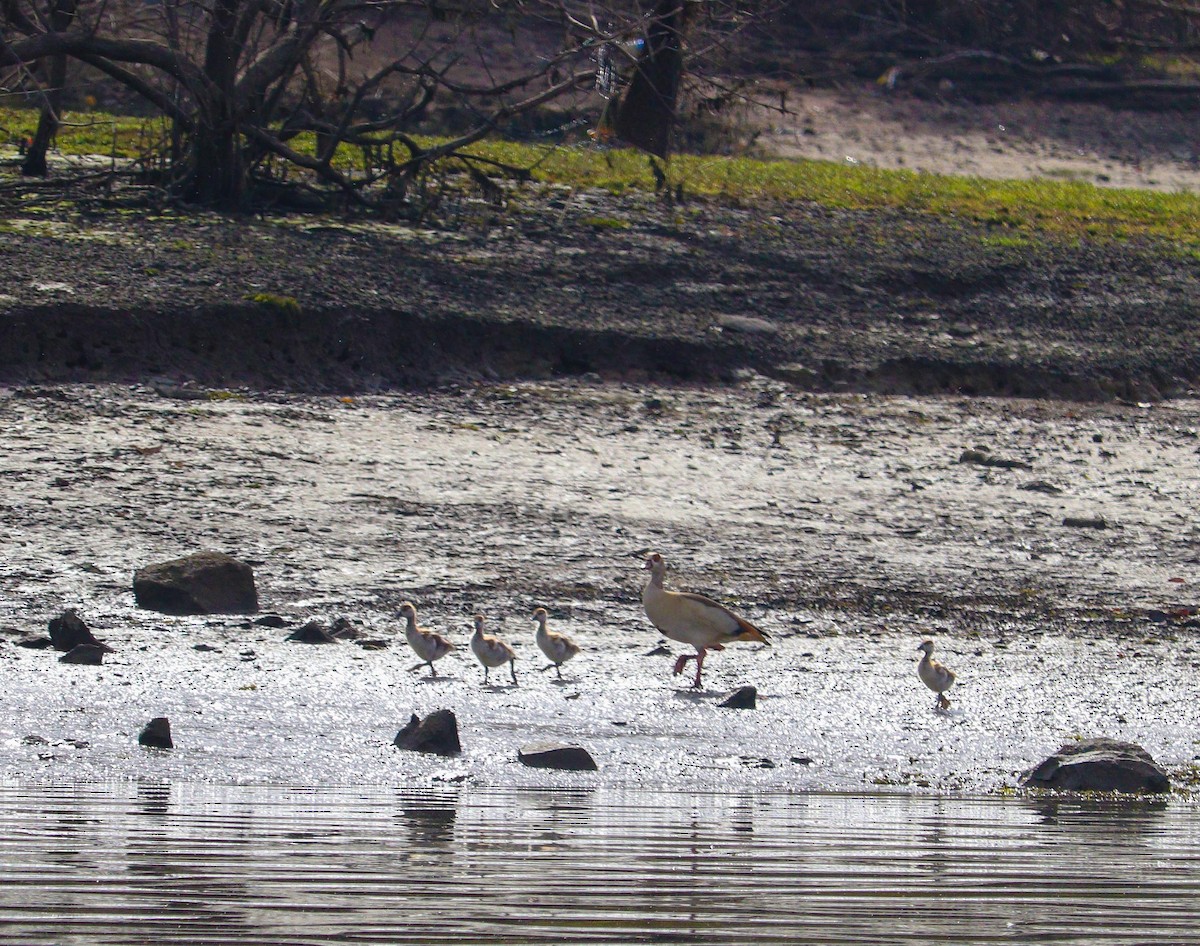 Egyptian Goose - ML613451238