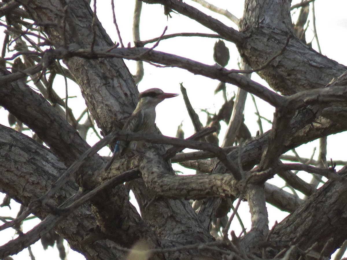 Striped Kingfisher - ML613451405