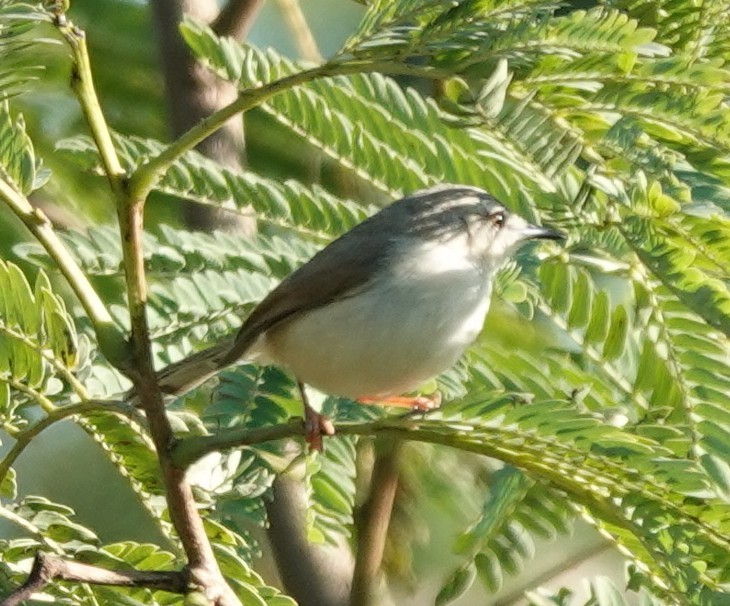 prinia sp. - ML613451505