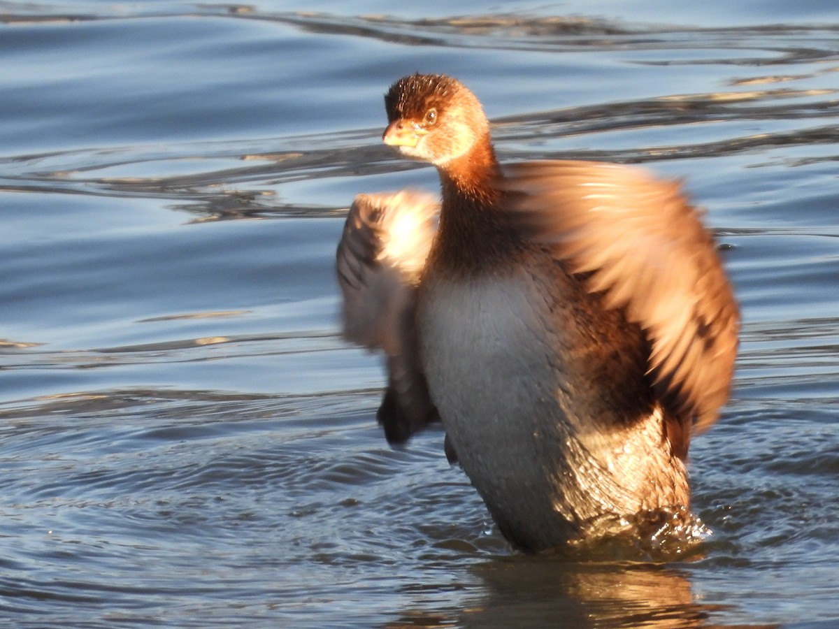 Pied-billed Grebe - ML613451543