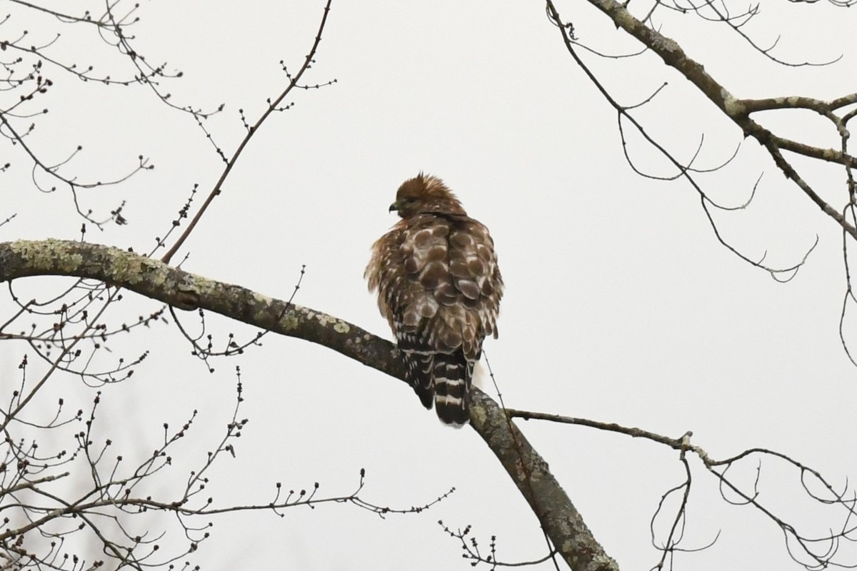 Red-shouldered Hawk - ML613451547