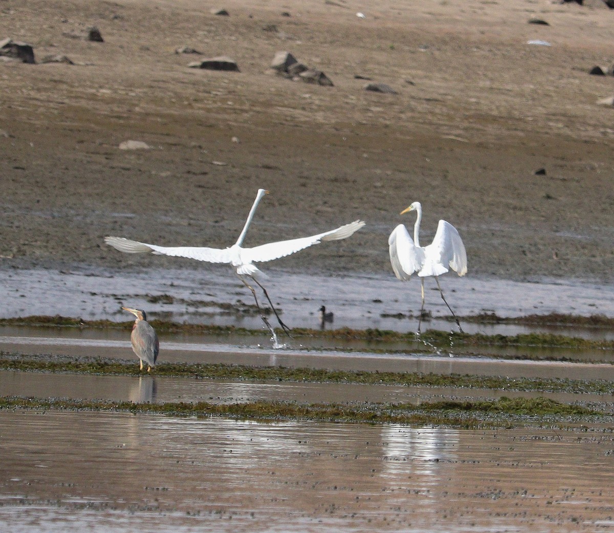 Great Egret - Ismael Khalifa