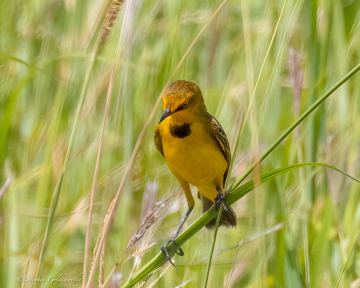 Yellow Chat - ML613451614