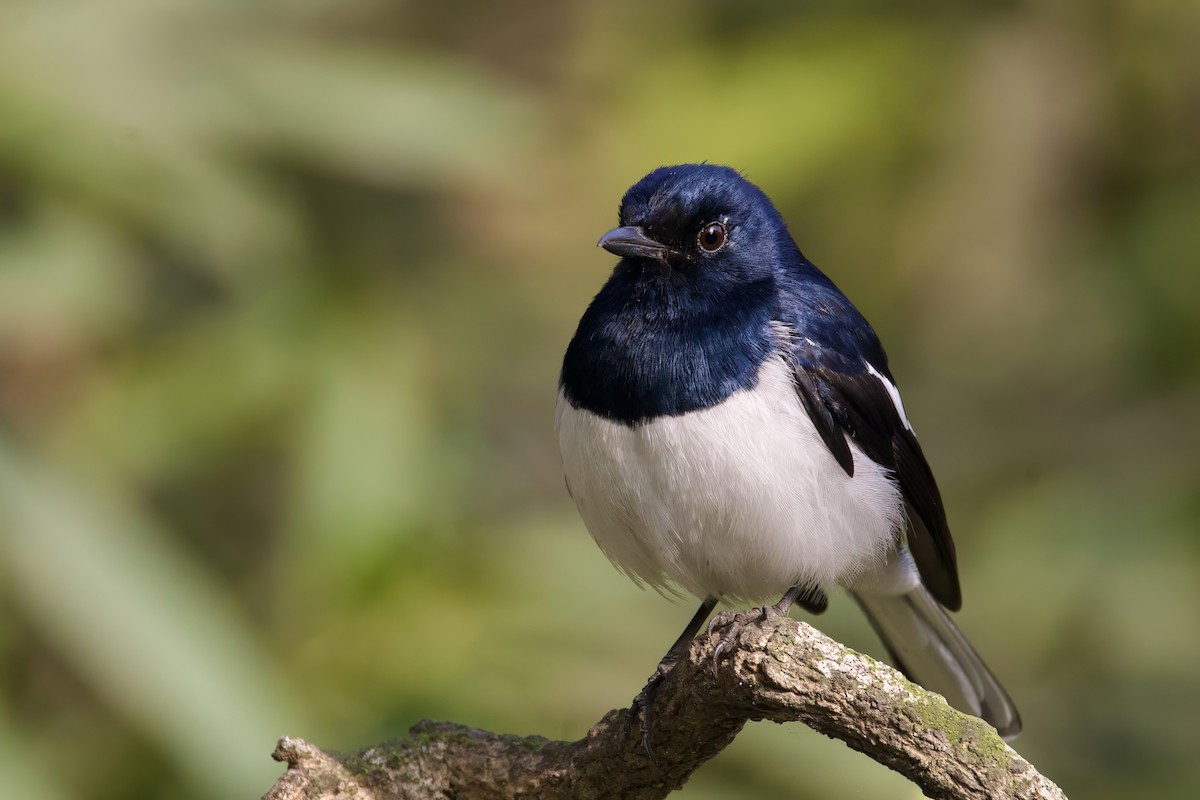 Oriental Magpie-Robin - Sourav Mandal