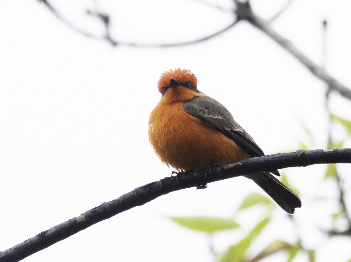 Vermilion Flycatcher - Sergio Rivero Beneitez