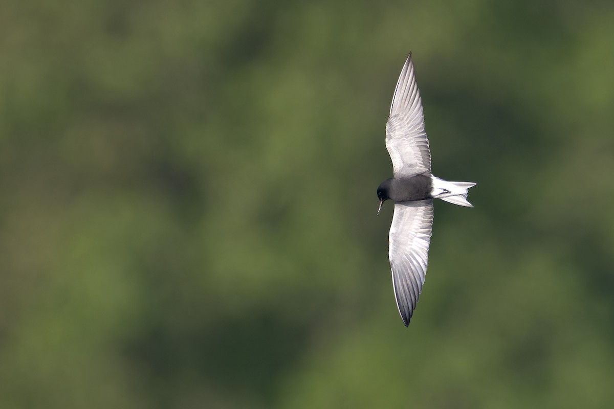 Black Tern - Ryan Sanderson