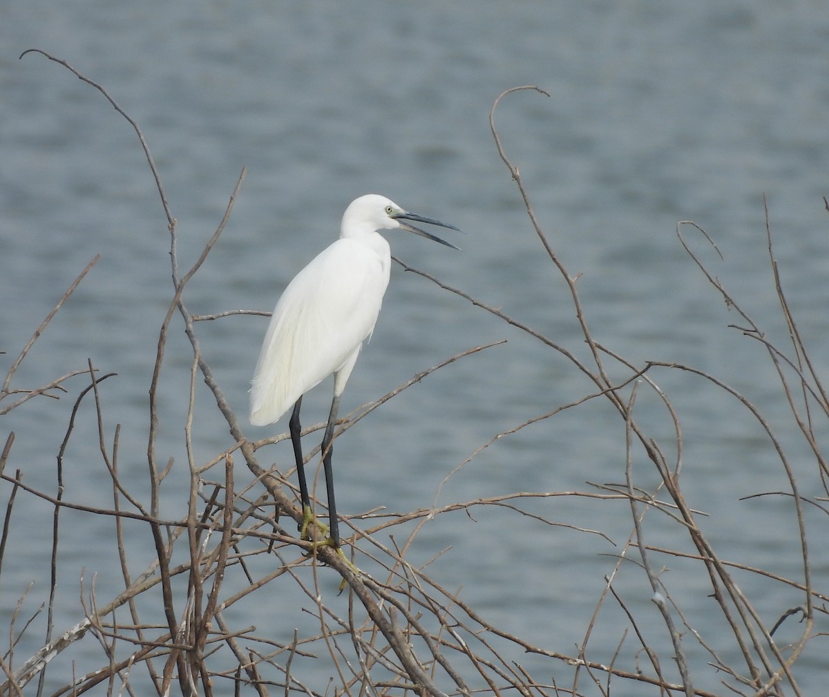 Little Egret - Gerald Moore