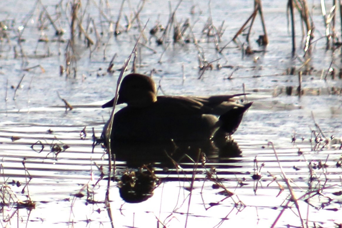 Gadwall - ML613451799