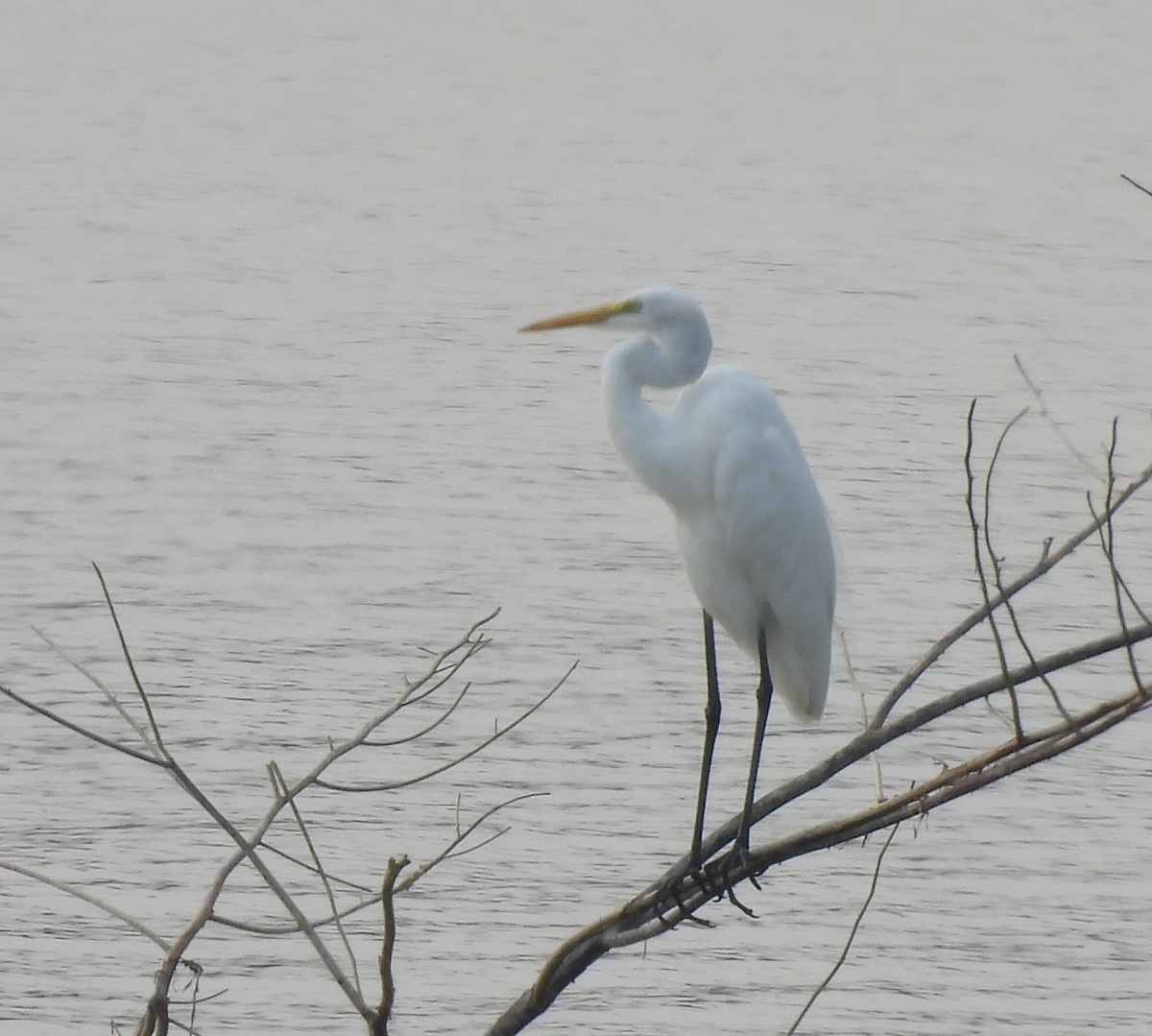 Great Egret - ML613451811