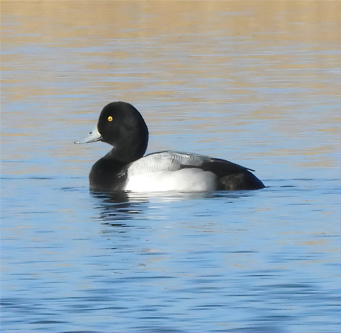 Greater Scaup - ML613451815