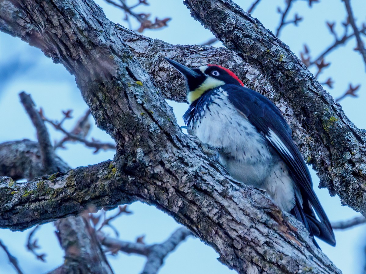 Acorn Woodpecker - ML613451851