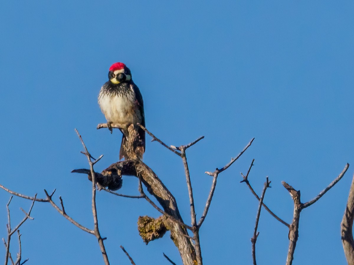 Acorn Woodpecker - ML613451876