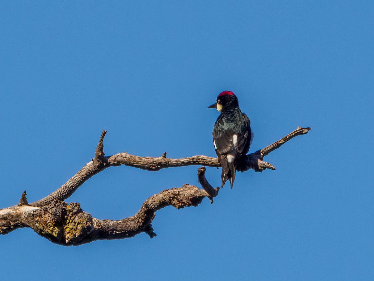 Acorn Woodpecker - ML613451877