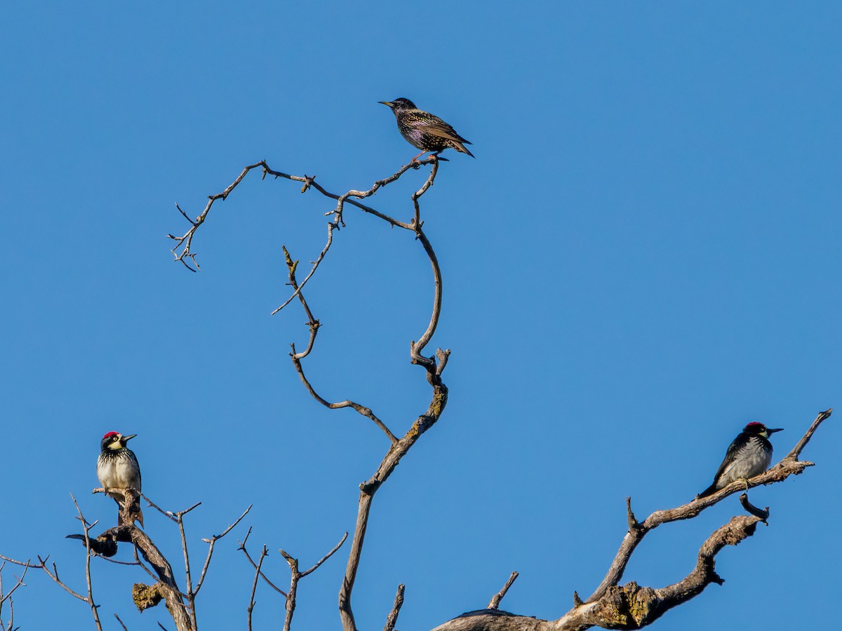 Acorn Woodpecker - ML613451878