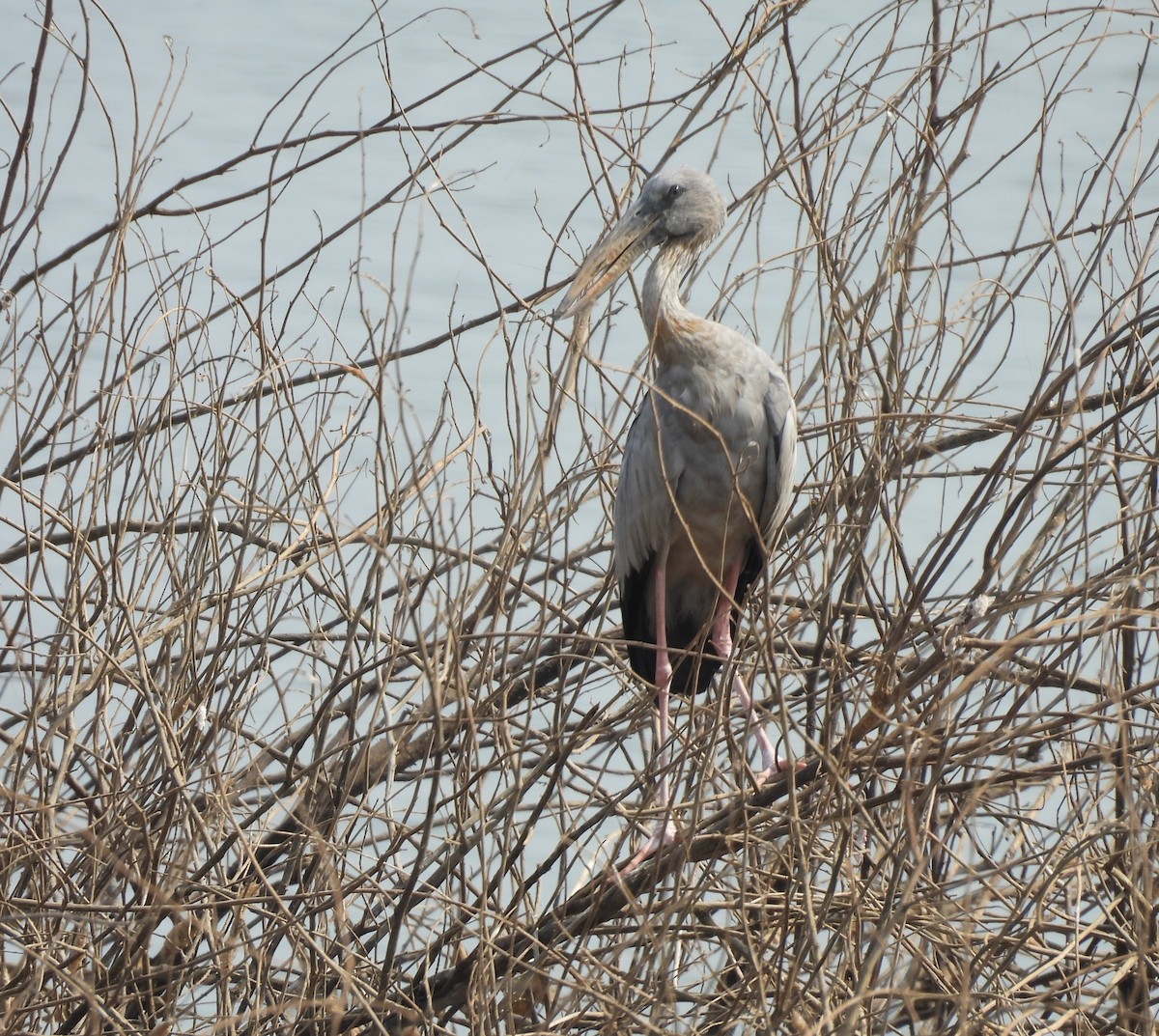 Asian Openbill - Gerald Moore