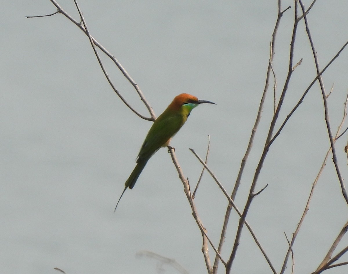 Asian Green Bee-eater - Gerald Moore